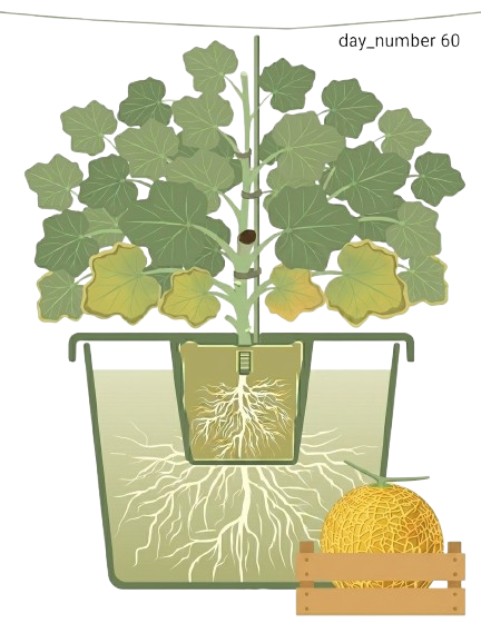 Melon hari ke-60